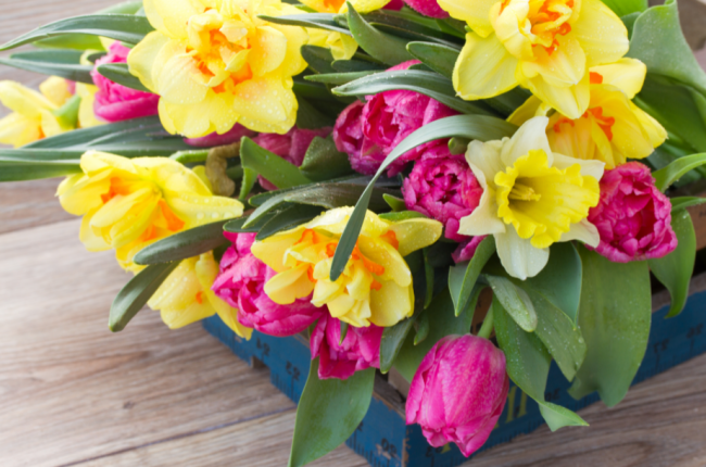 spring flowers