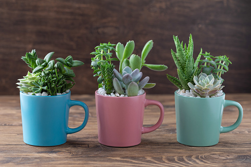 send plants to USA