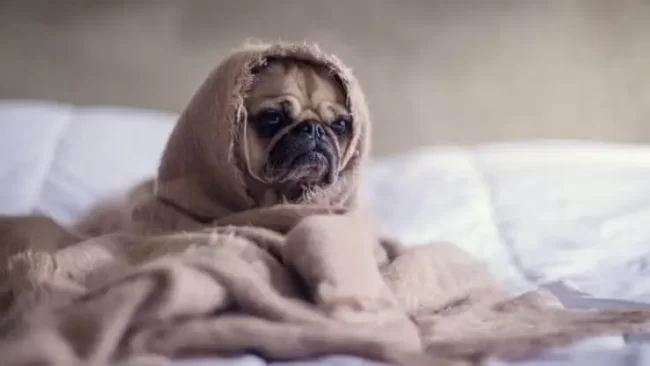 Lazy Dog Breeds