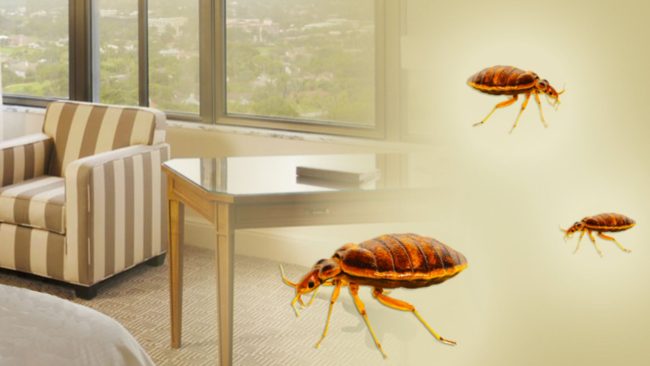 Some Tricks To Getting Rid Of Bed Bugs