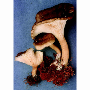 buy magic mushrooms canada
