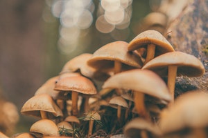 Grown magic mushrooms in bulk