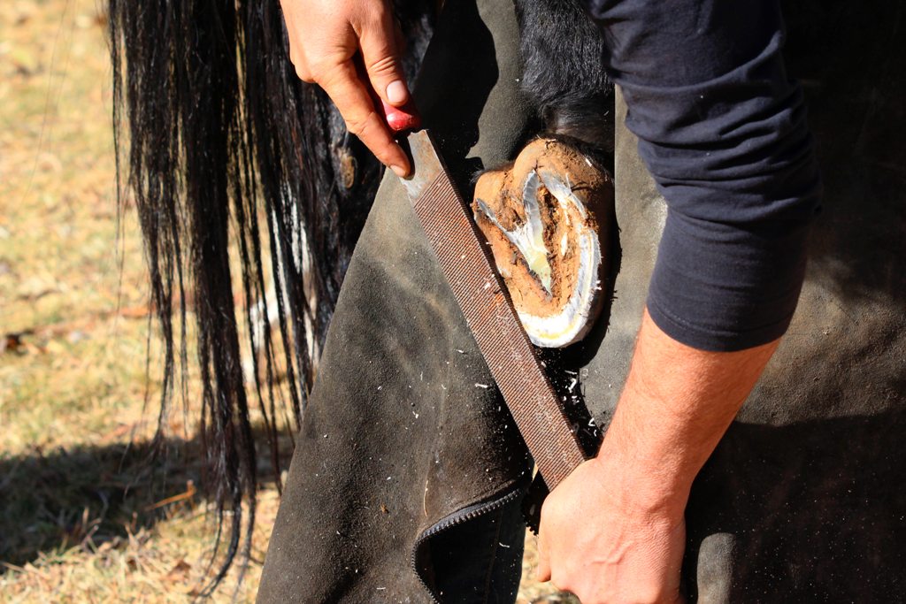 10 Effective Tips For Horseshoeing - Self Posts