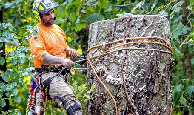 Arborist Melbourne