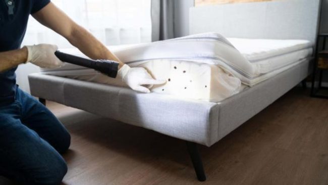 Heat Treatment for Bed Bugs