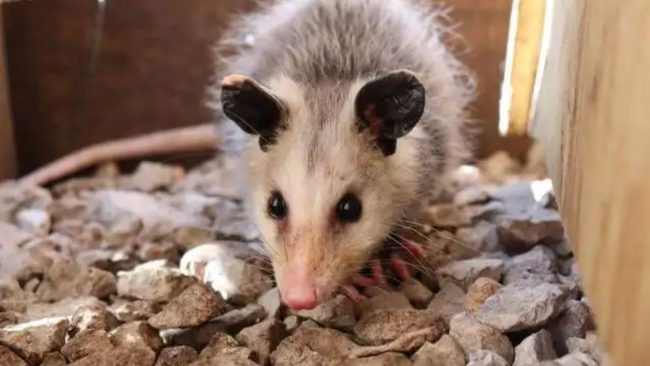 How to Make a Possum Repellent