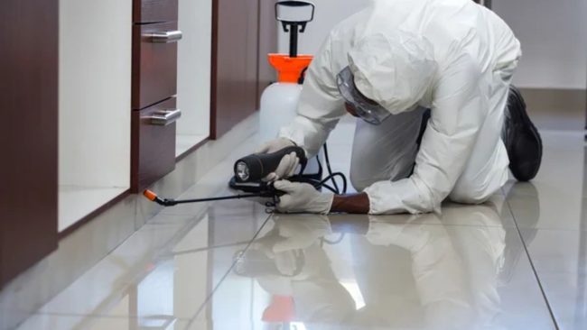 Tips To Protect Your Home From Invasive Pests