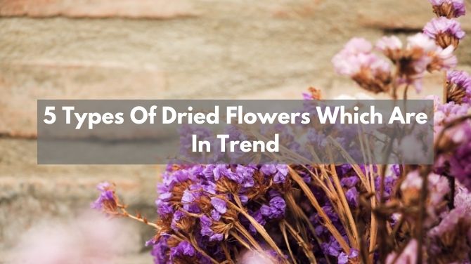 5 Types Of Dried Flowers Which Are In Trend