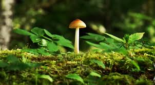 psilocybin canada
