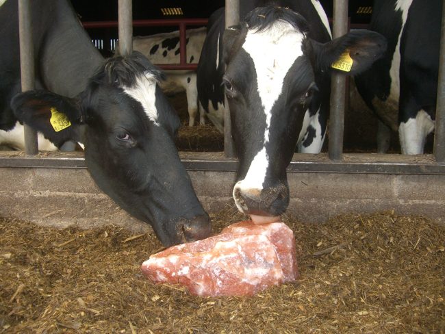 Himalayan animal licking salt