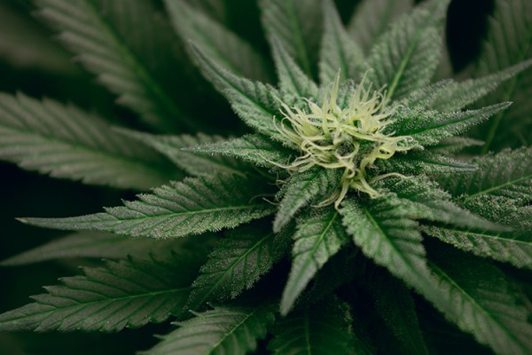 canada weed