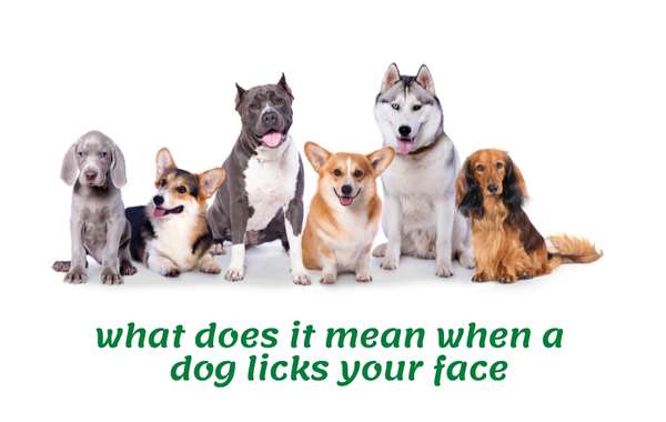 what does it mean when a dog licks your face