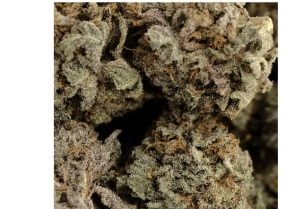 Blackwater Strain